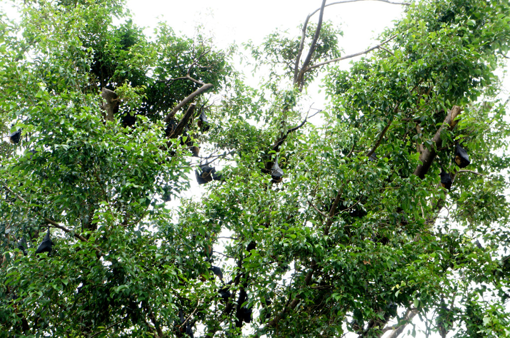 Huge fig tree filled with bats