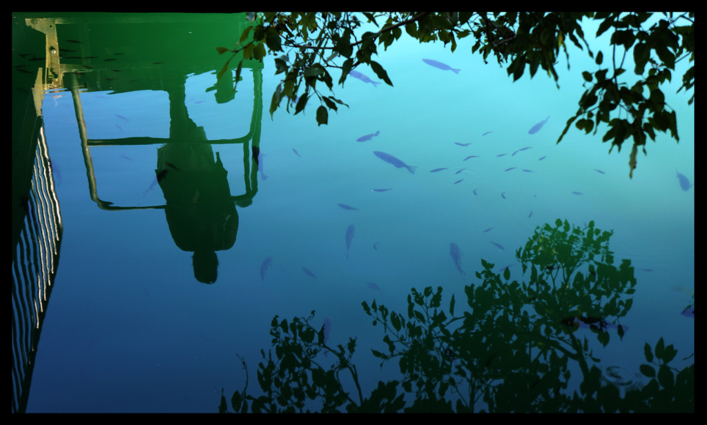 Swimming with the fishes