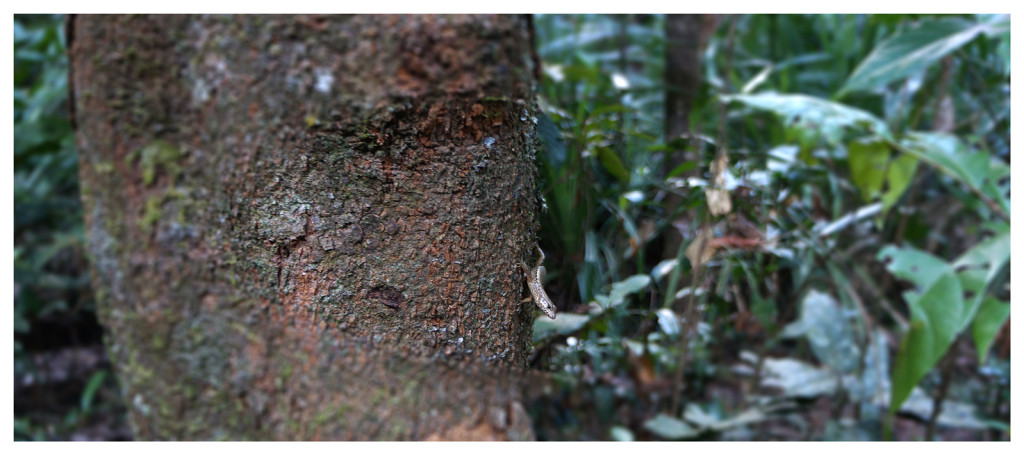 Things Emi runs from - lizard in the rainforest