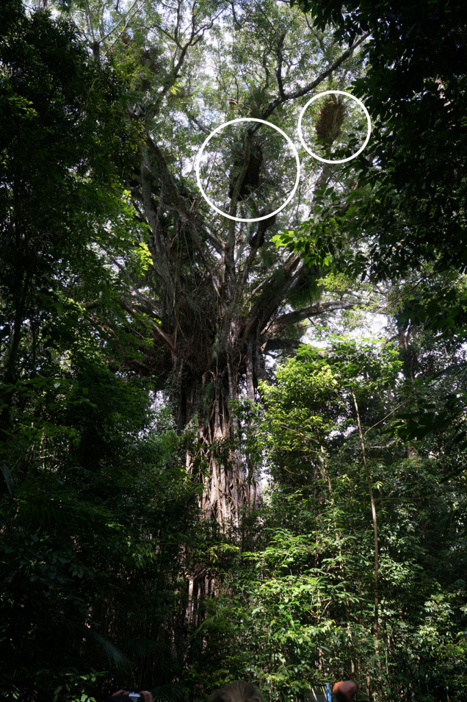 3 tonne structures in the Cathedral fig