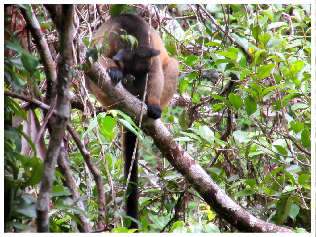 shy tree kangaroo