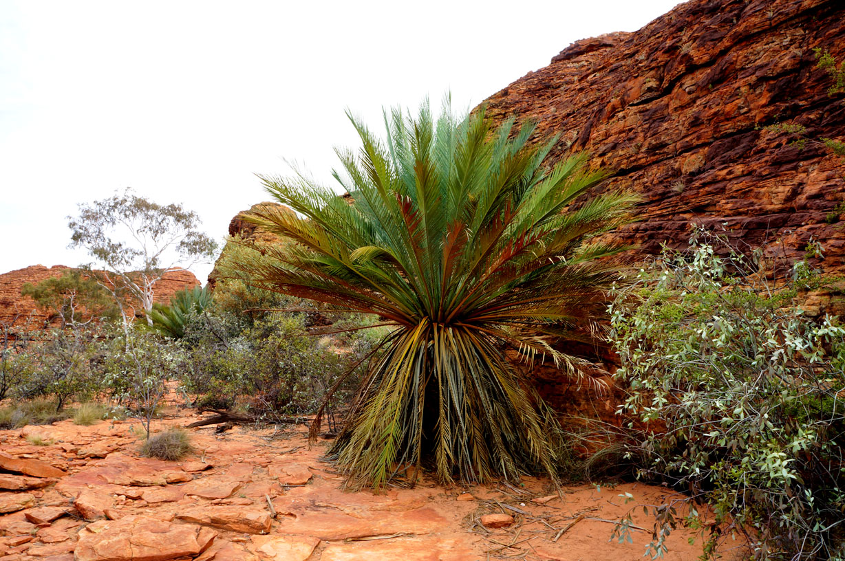 800 year old tree Kings Canyon