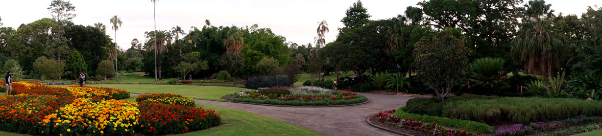 Flowers flowers everywhere! Brisbane Botanic Gardens