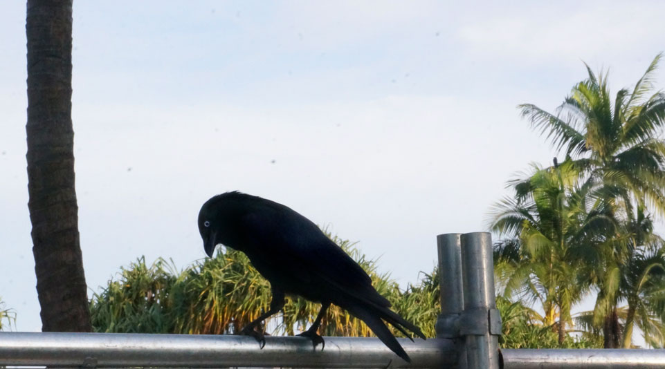 Crow out of Brisbane!