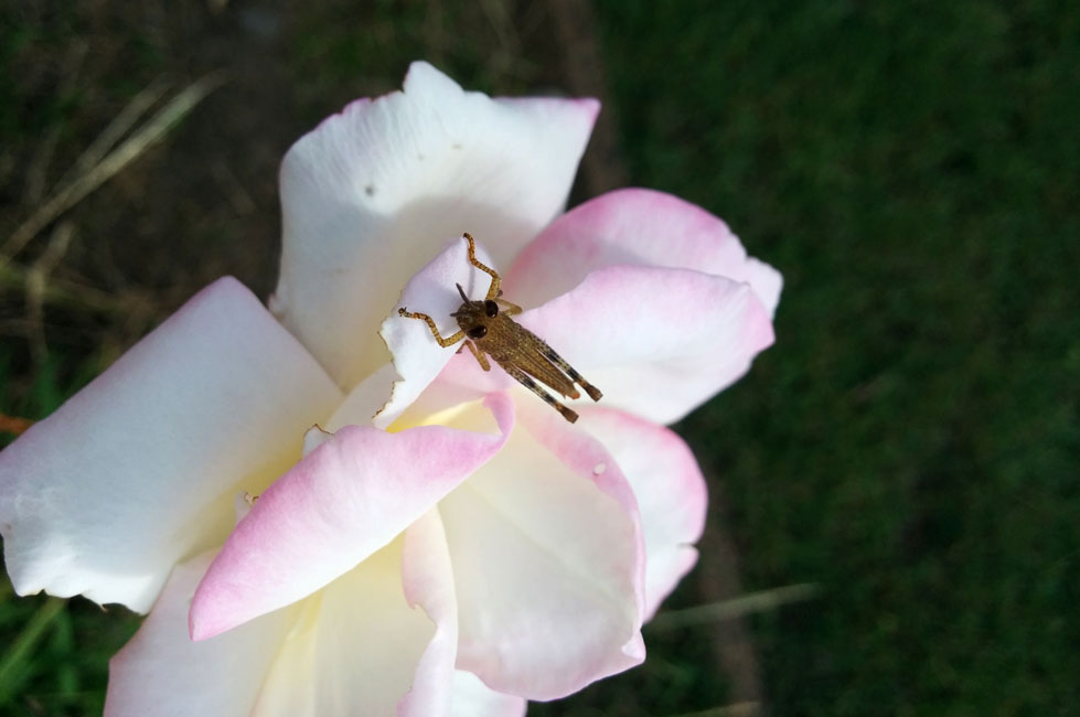 Grasshopper on Flower