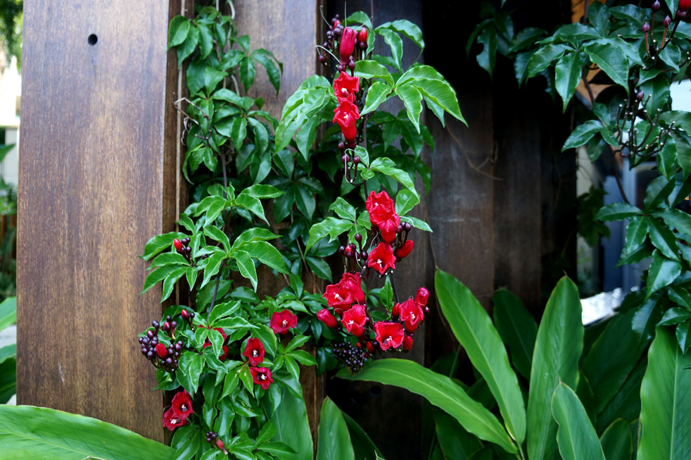 Red Flowers in Brisbane