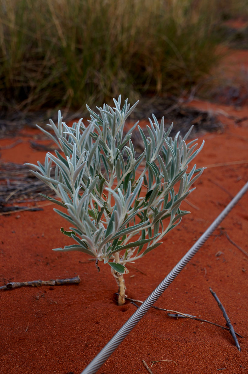 Desert plant