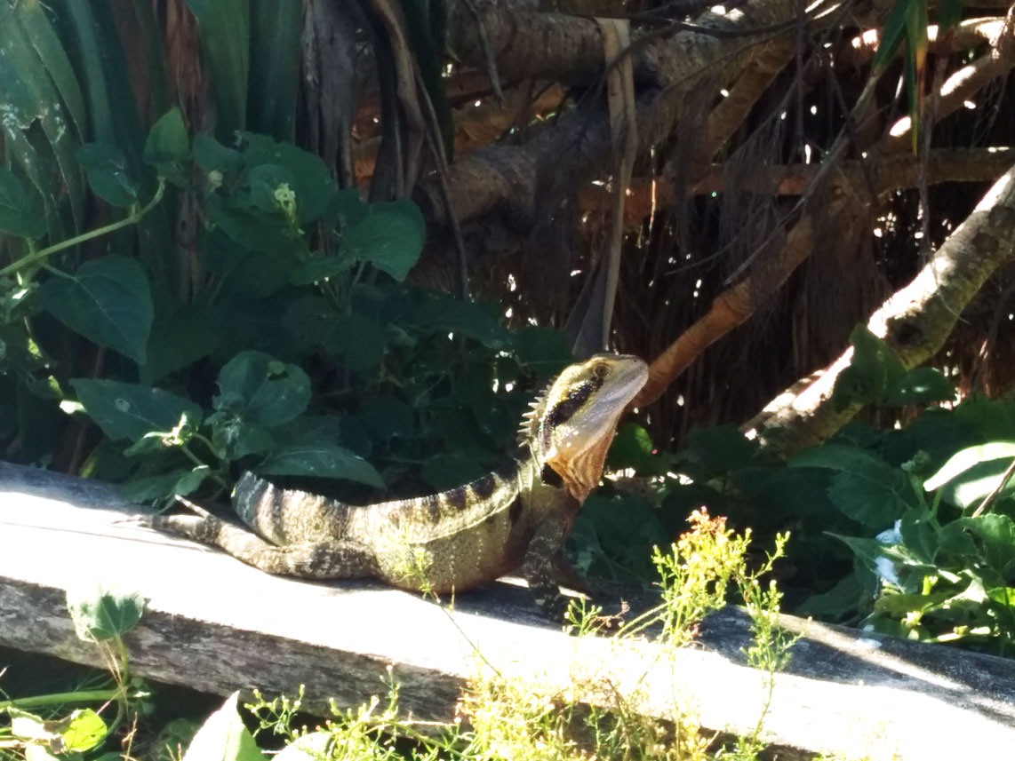 Lizard on a plank