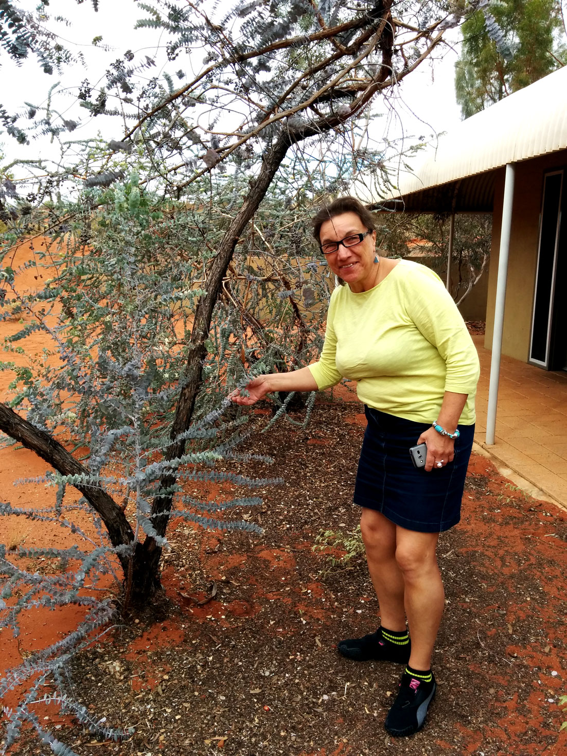 Tree at Outback Pioneer Lodge, Yulara