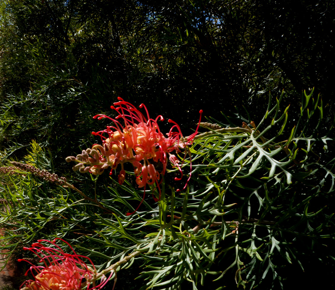 Desert Flower