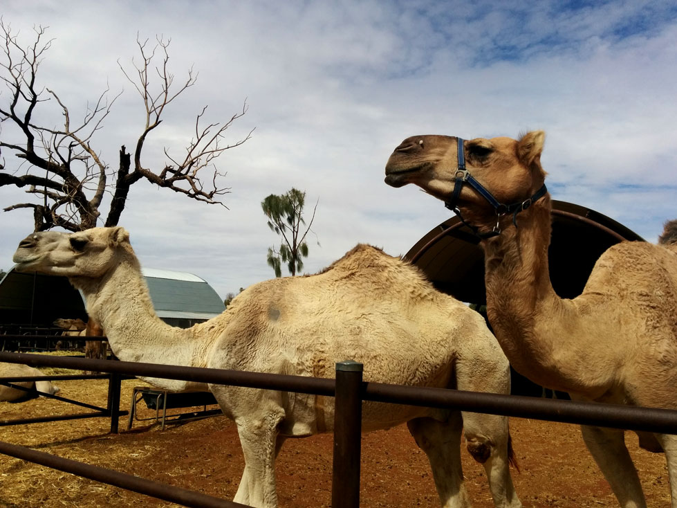 Camels at Yulara