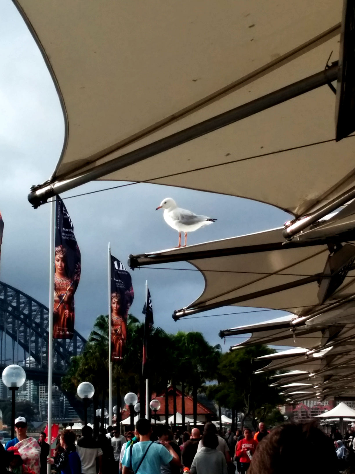 Bright, sparkling, clean seagull