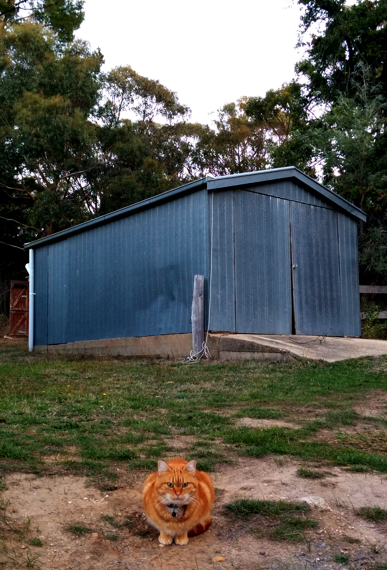 Cat and shed.