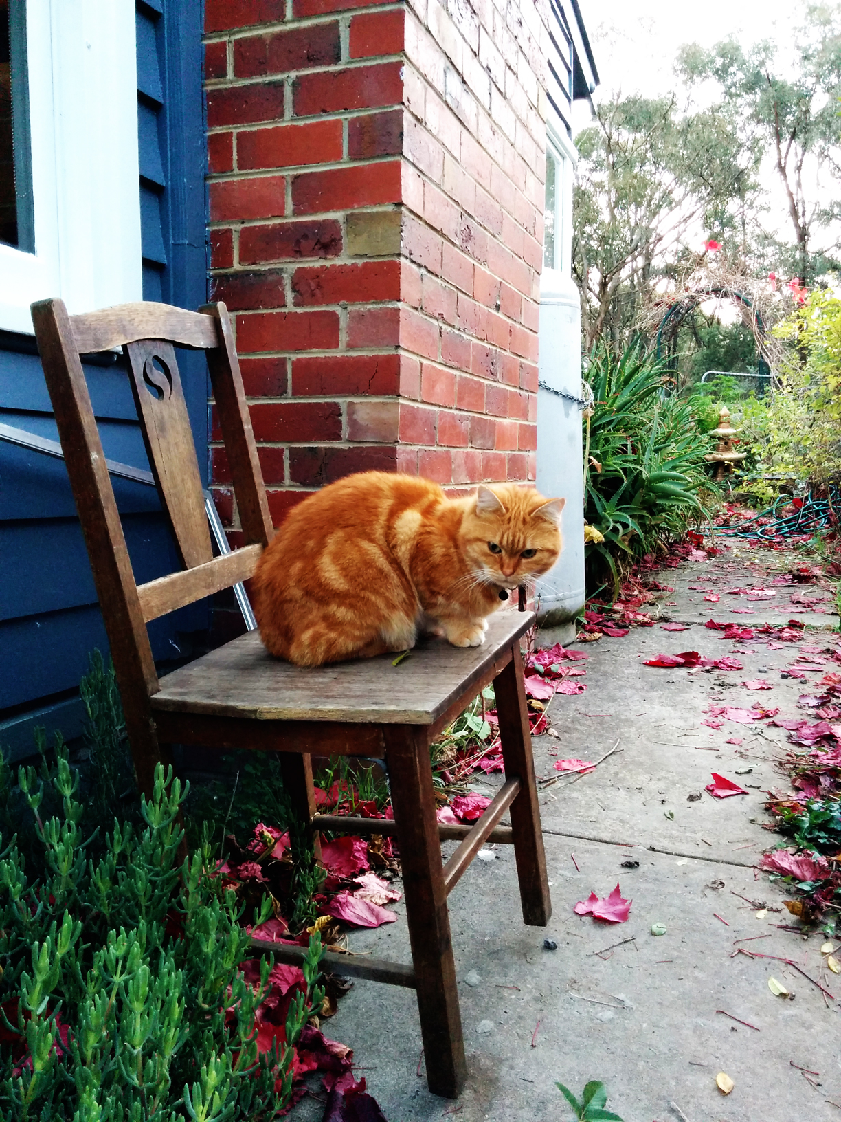 That cat really gets around.