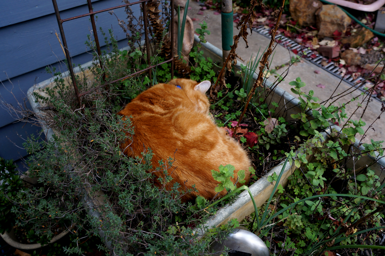 Purry darling