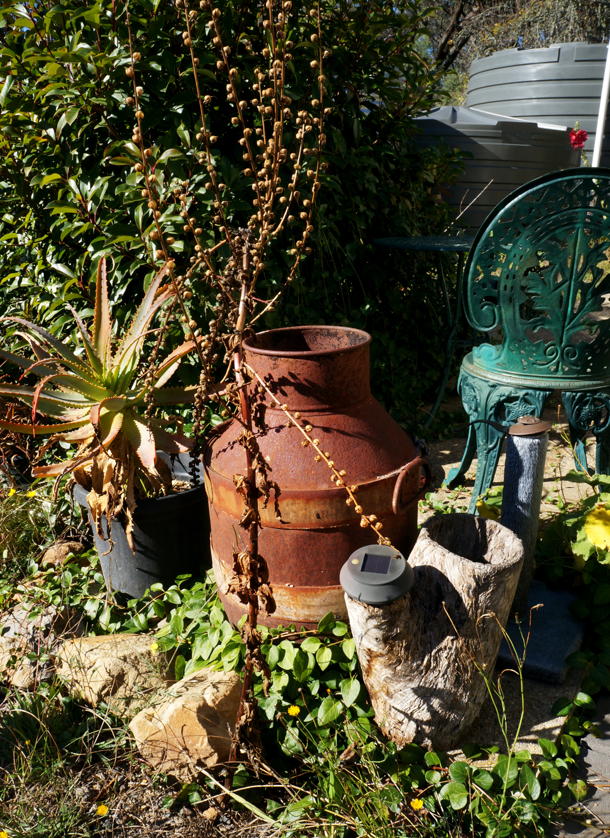Garden detail at Kim and Morgan's