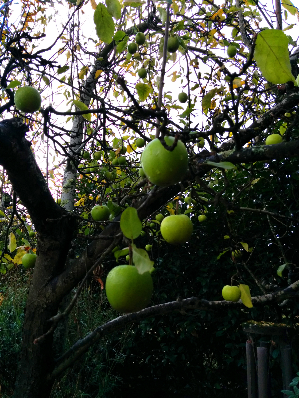 Granny apples