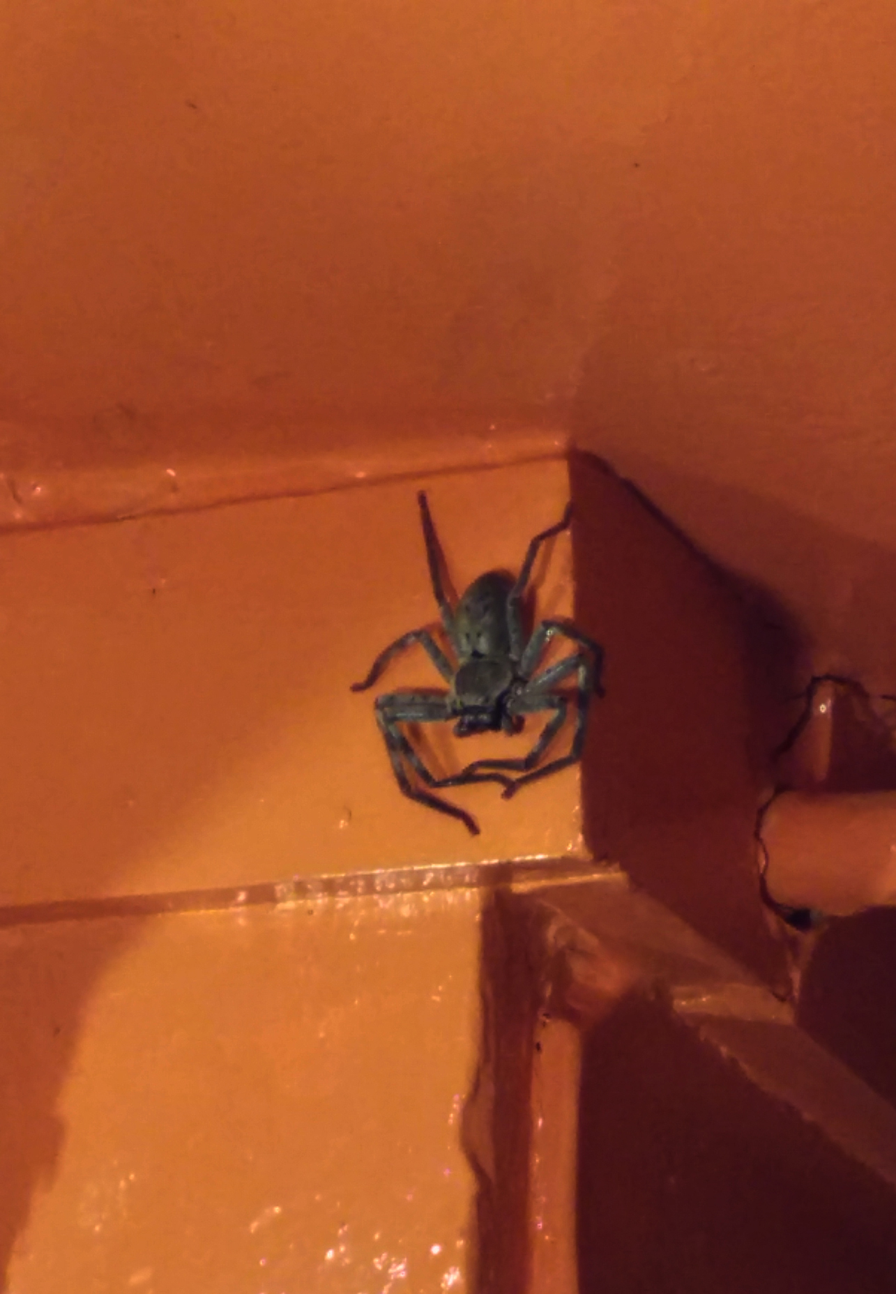 Gustav the Spider