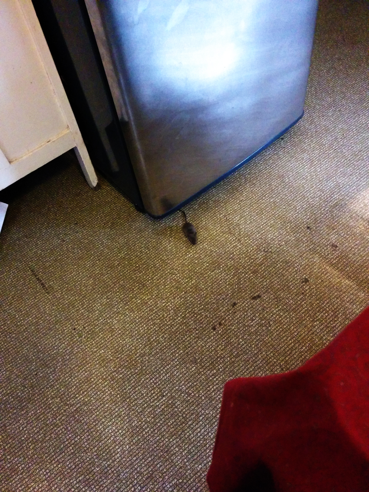 Tiny mouse