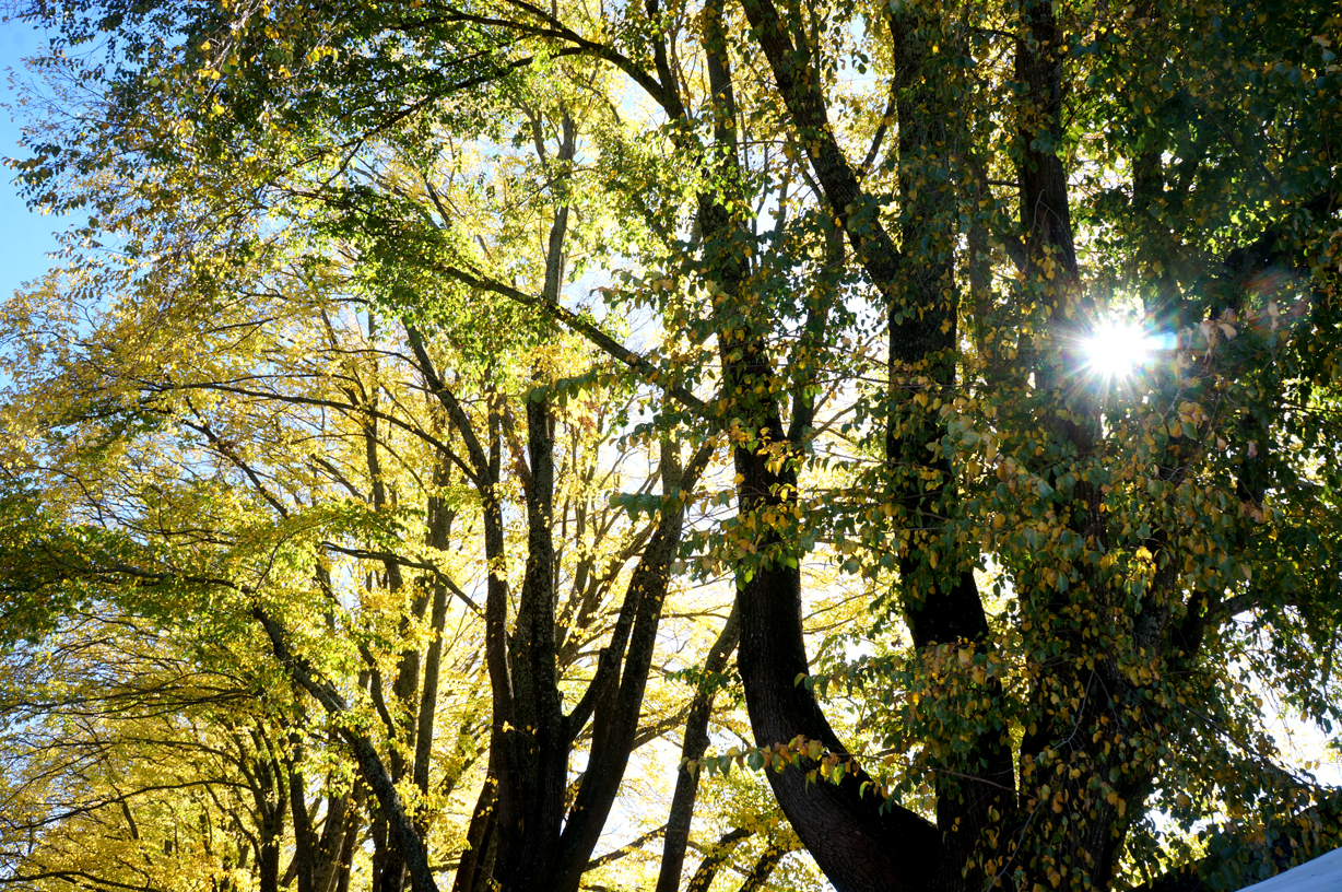 Fall in Daylesford