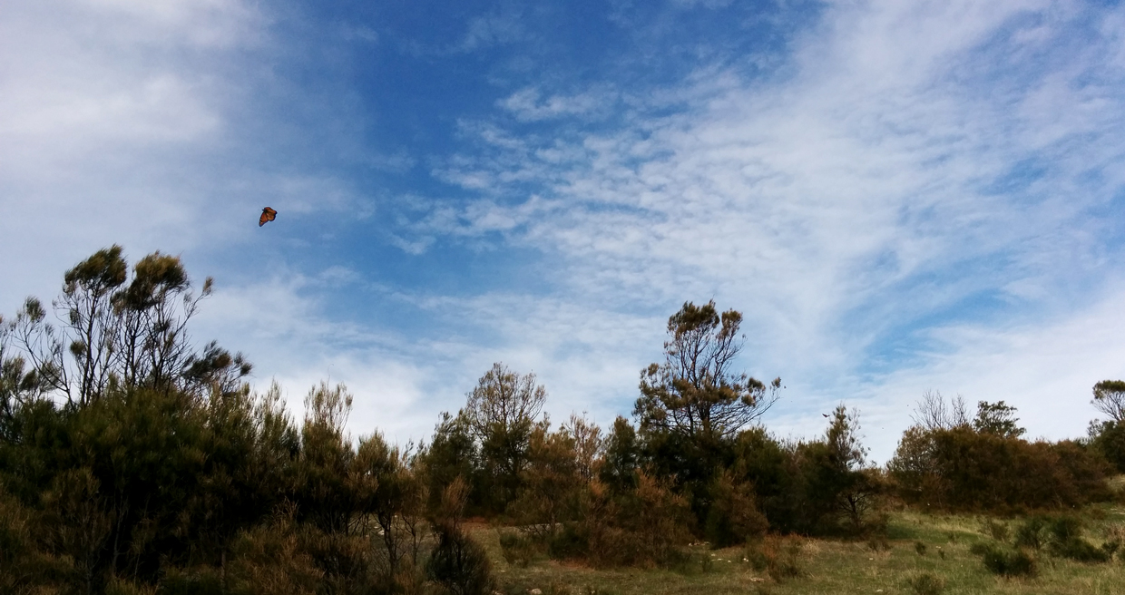 Here's a shot of a lone monarch, but when we turned the corner in the car, the whole place exploded with them! I just wasn't quick enough with the camera.