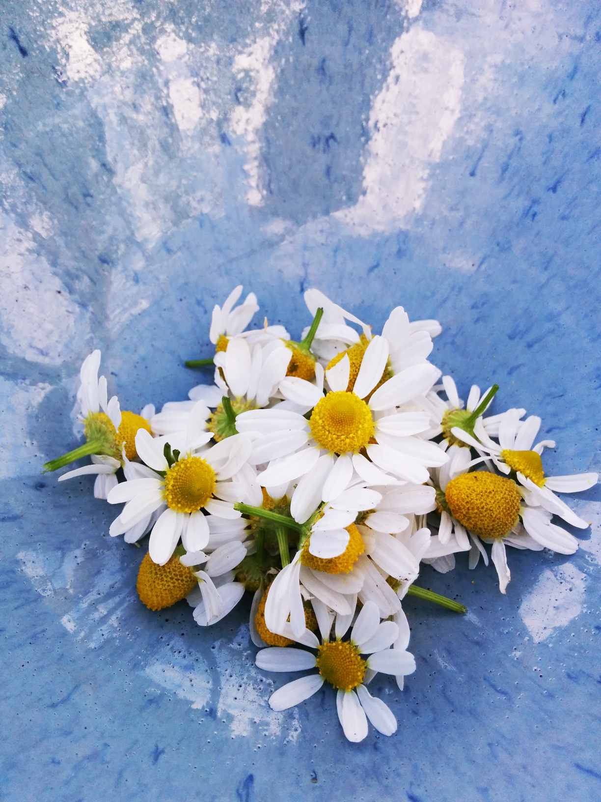 Collecting in a pretty blue bowl, then later laying out the flowers in the kitchen to dry, before they would turn into tea