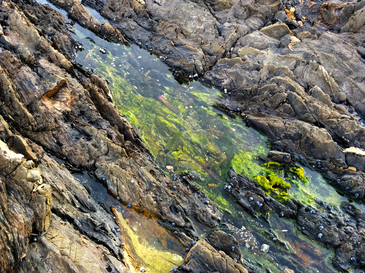 Green moss growing in rock outcropping crevasse. This is at the ocean cove we had lunch at. I loved the green contrasting with the stone.