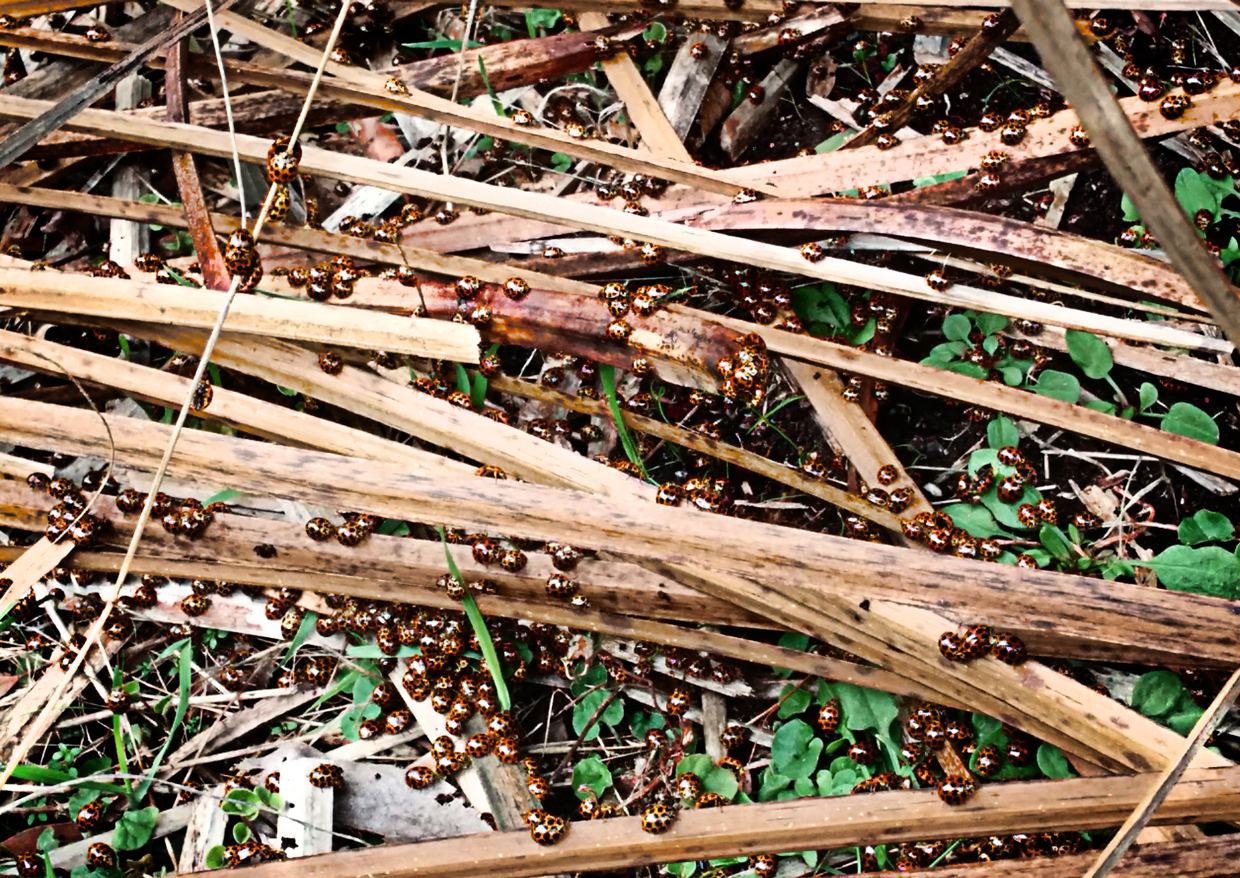 Ladybugs all around the ground