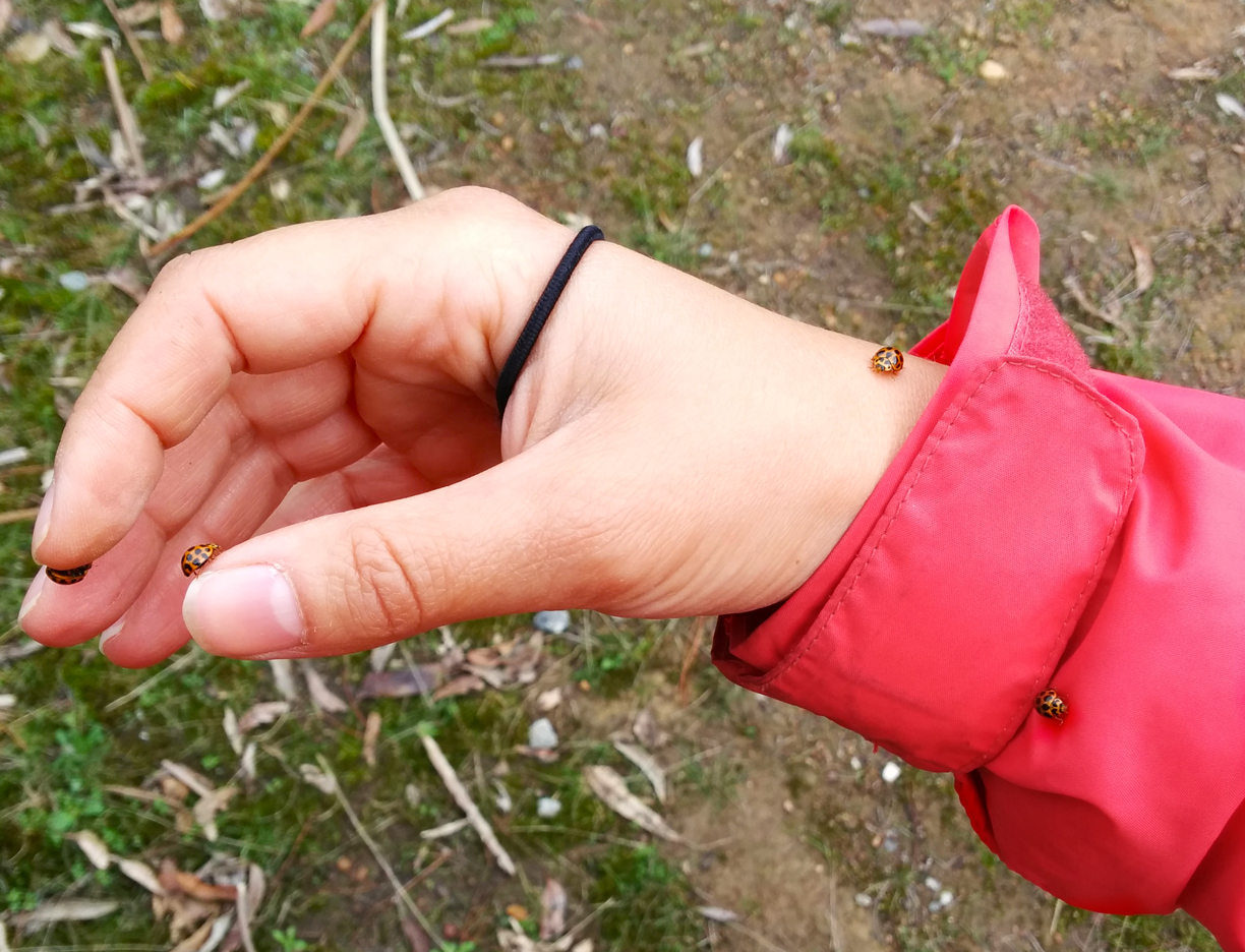 Ladybugs on my arm