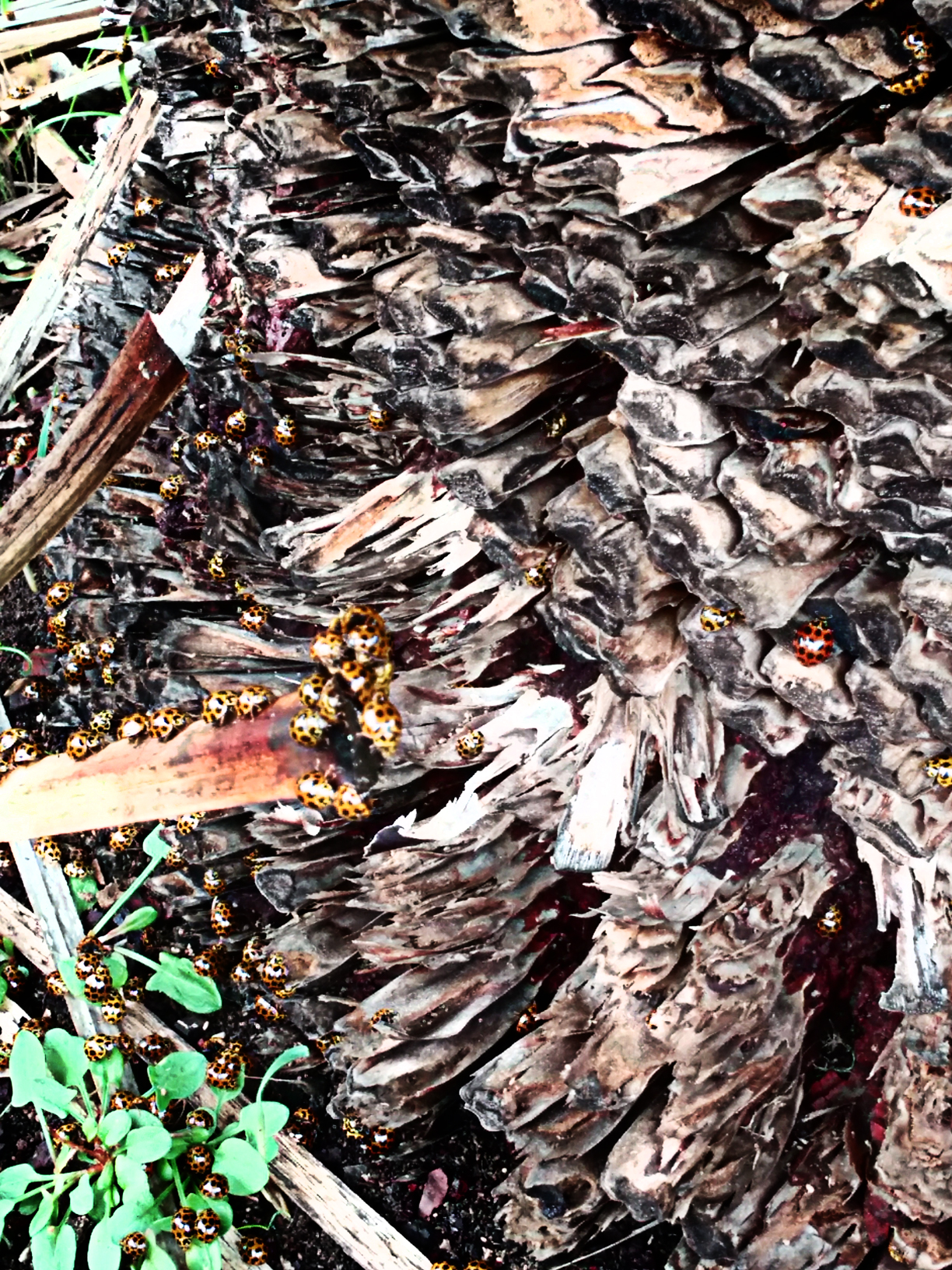 Ladybugs in every nook and cranny of the tree