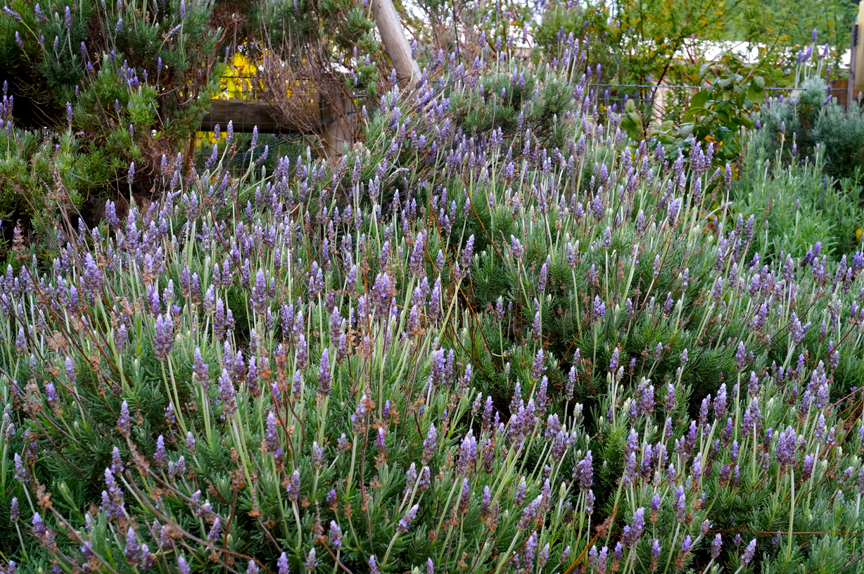 Lavender bushes the music of the land produces