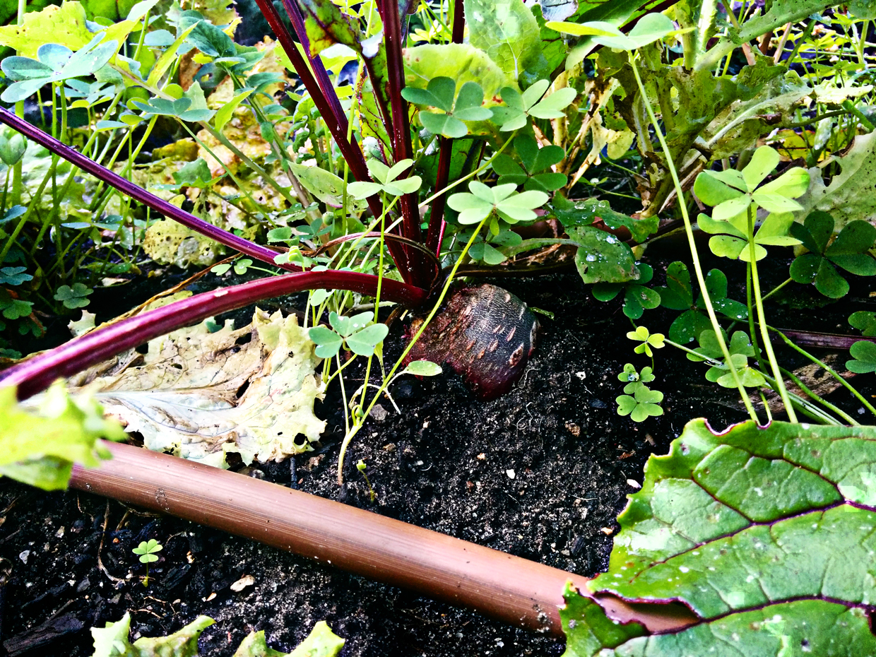 That is an enormous beet, trust me when I tell you.