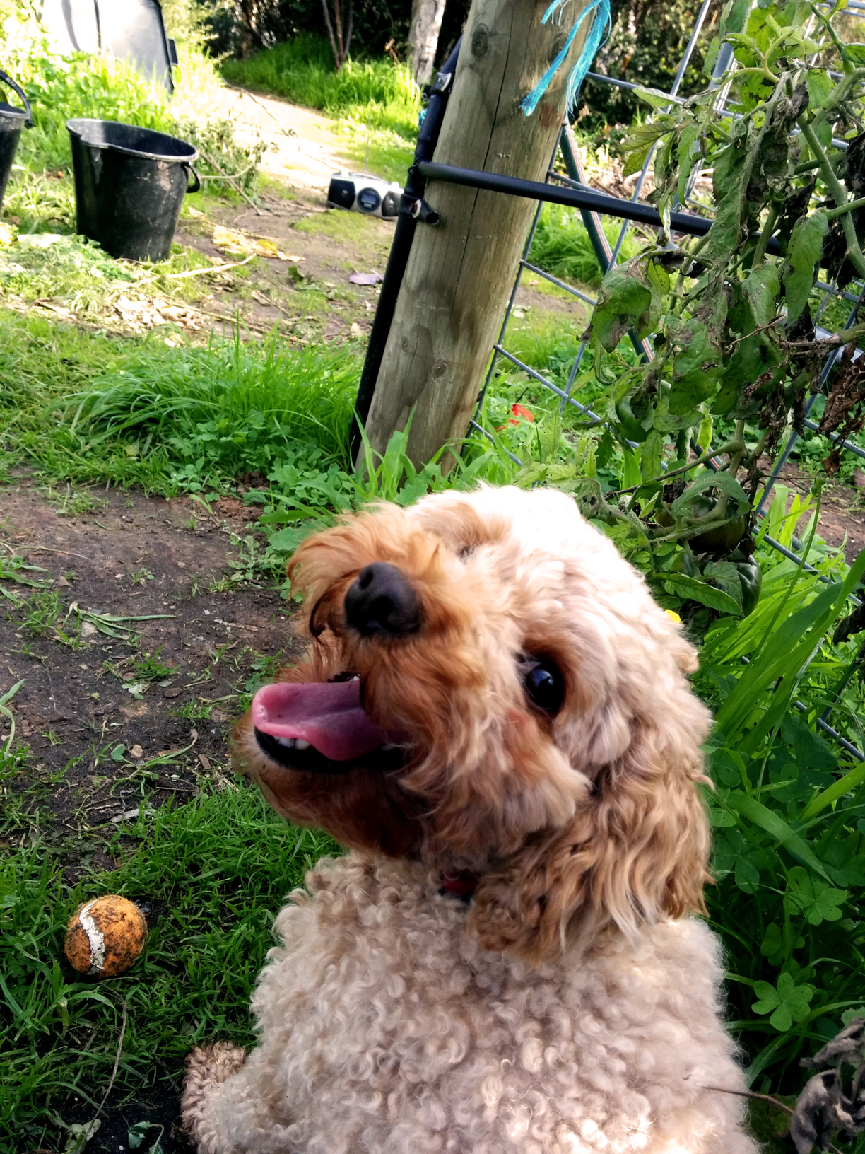 My main girl, Phoebe