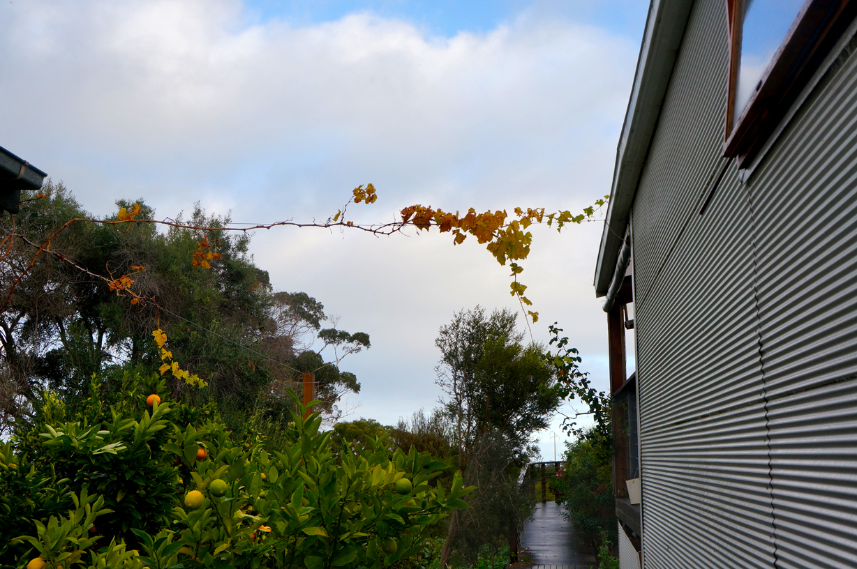 Grape vines connecting the house with the garden. Love the colour gradation