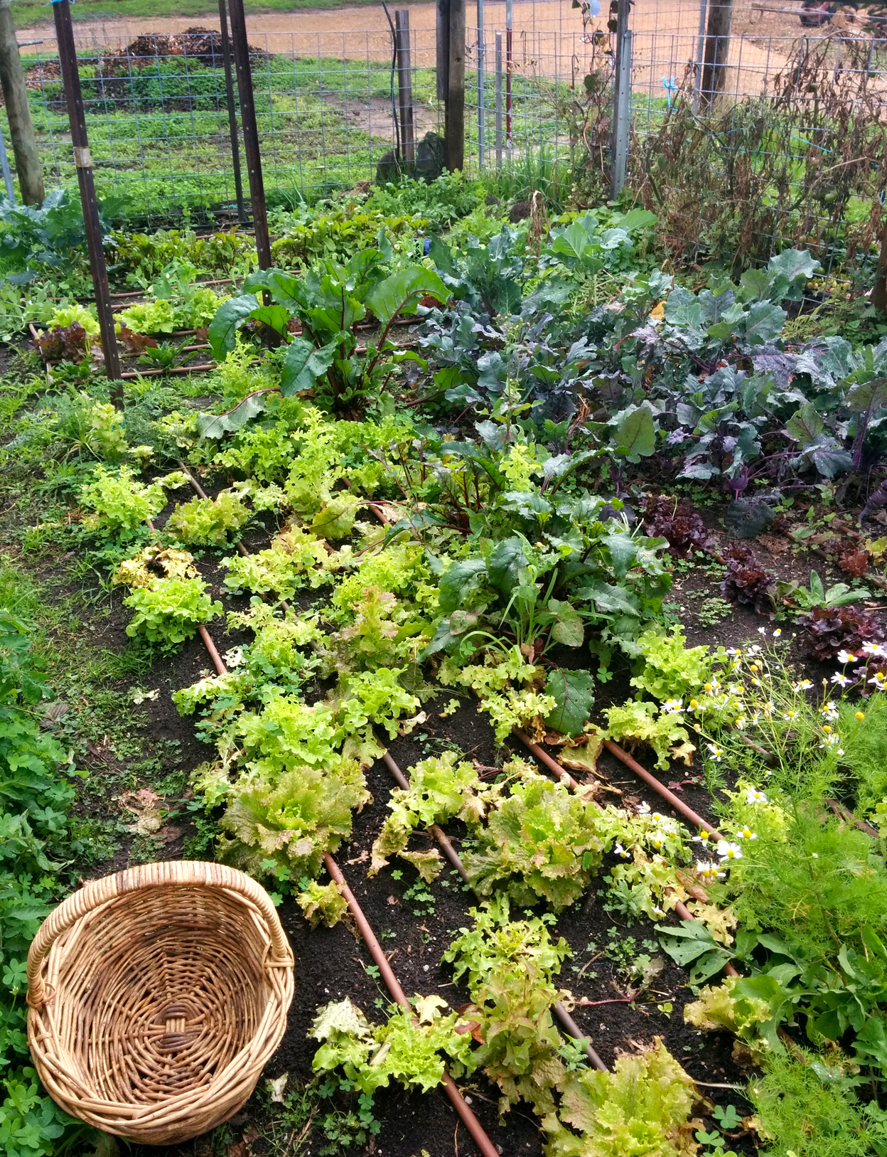 Meet our "market" - a sliver of the veg garden.