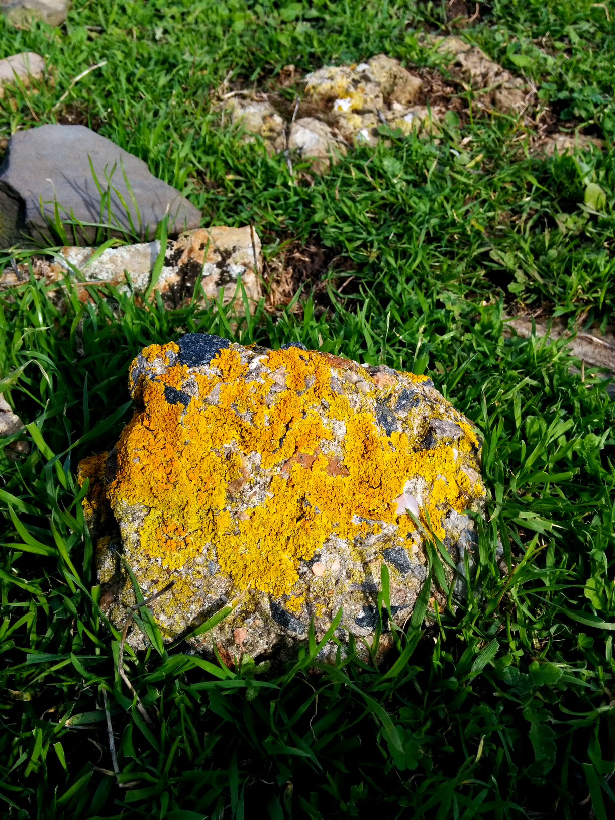 Super cool moss