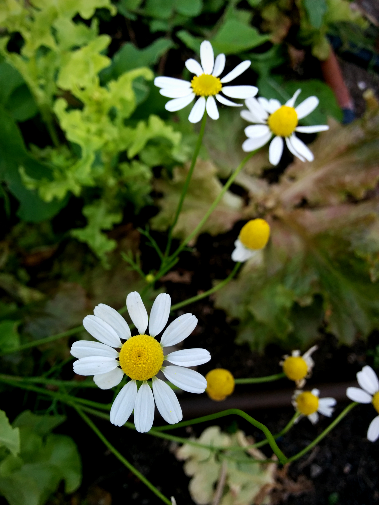 Picking chamomile in the garden