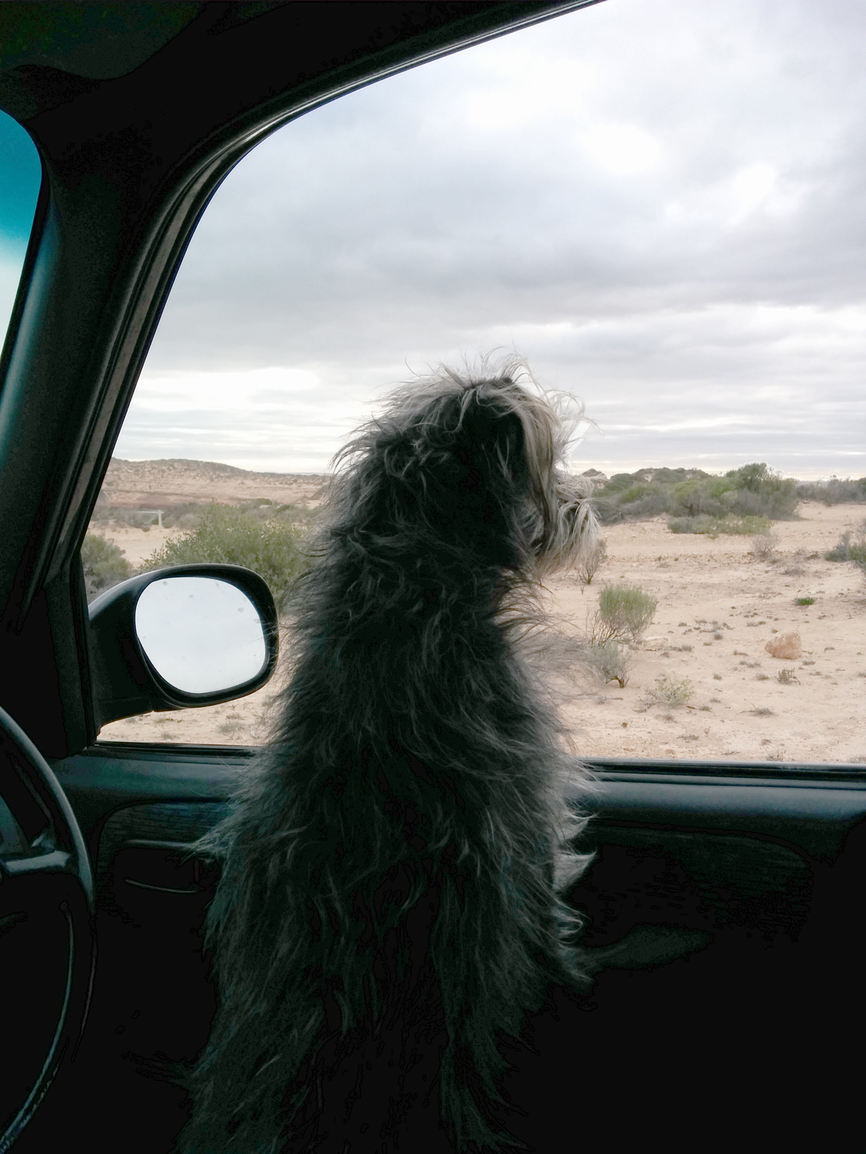 Harry in the car