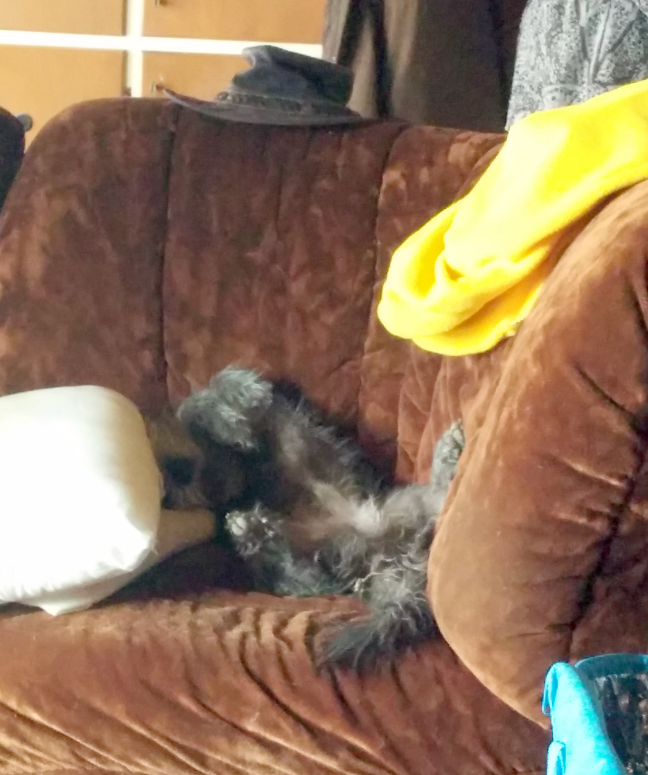 Harry sleeping on the couch