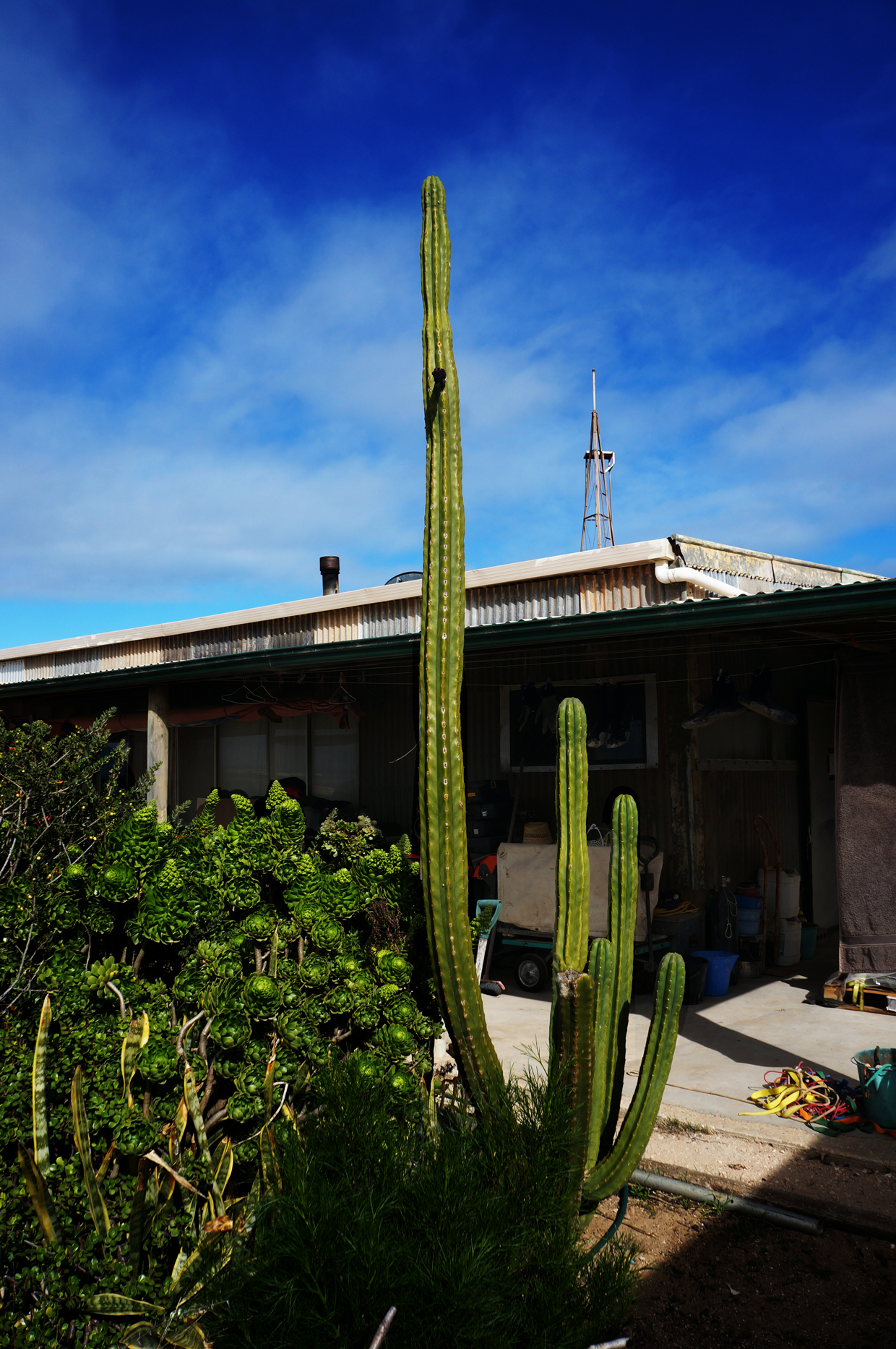 The house and the desert garden