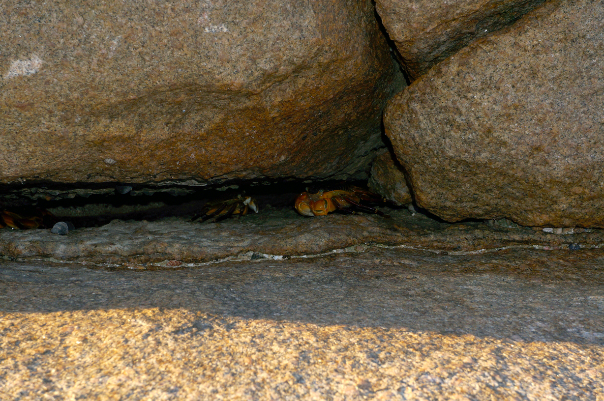 That's a little crab hiding in there. Not big enough for lunch...yet