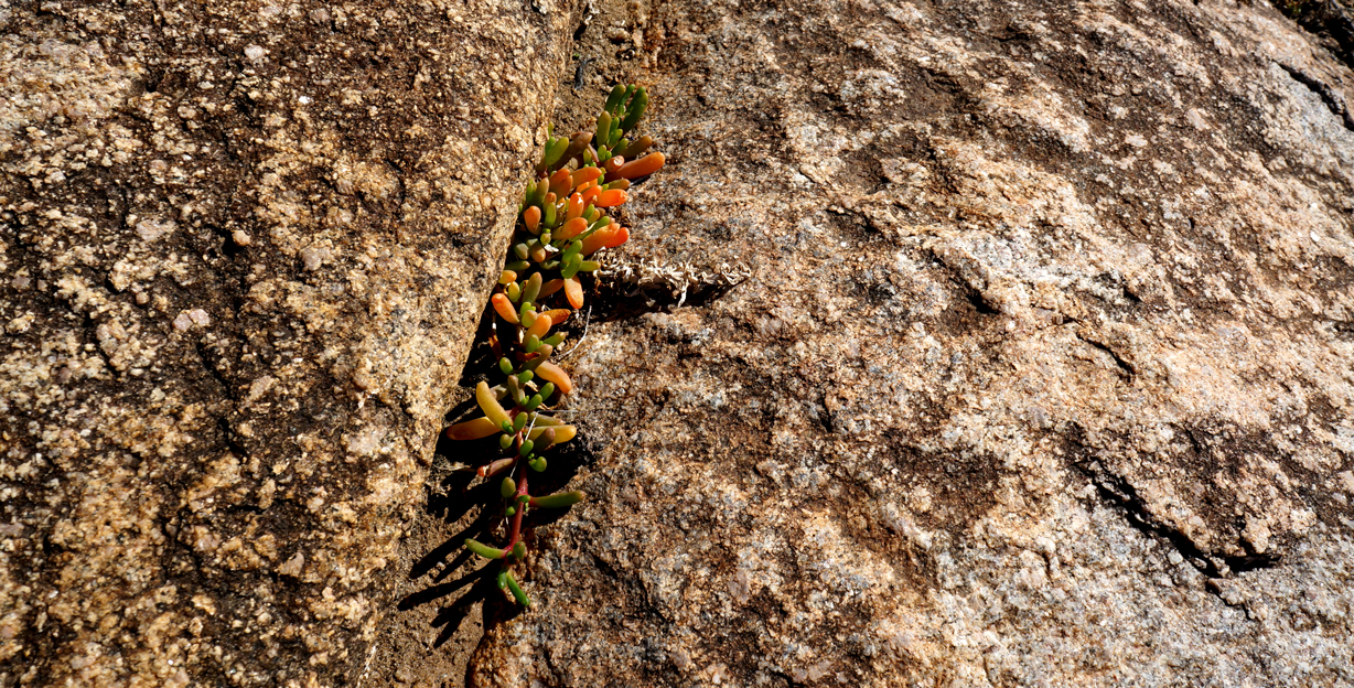 Succulents in the cracks