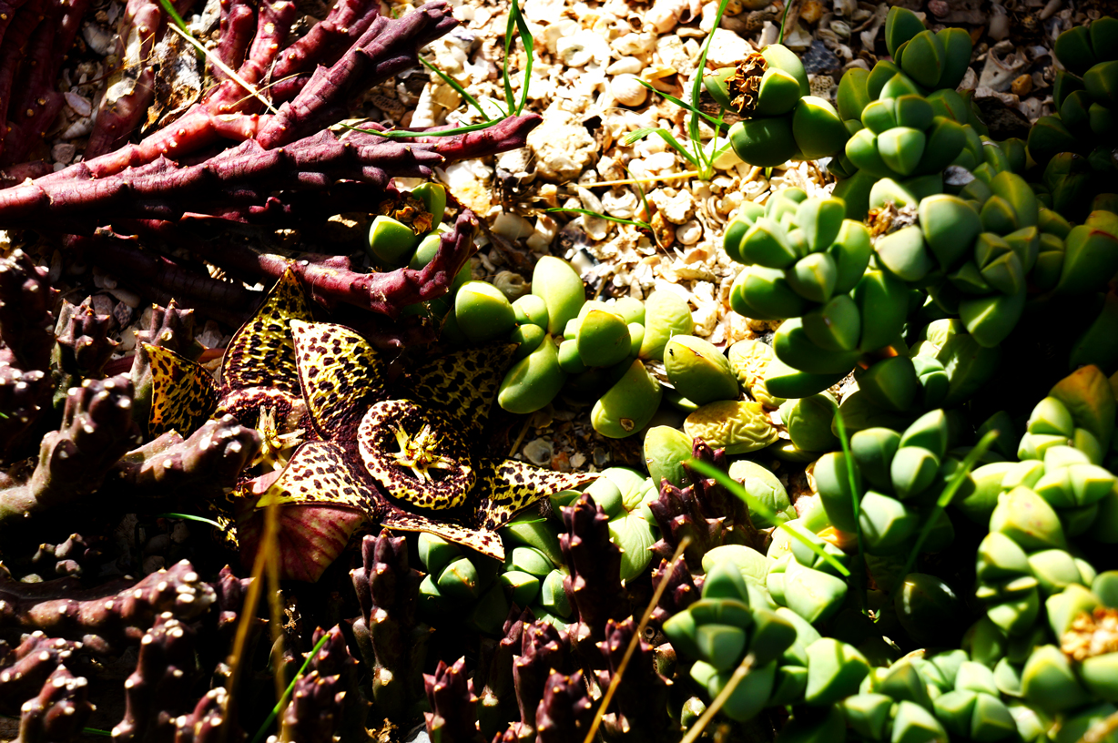Succulents, just 'cuz they're awesome