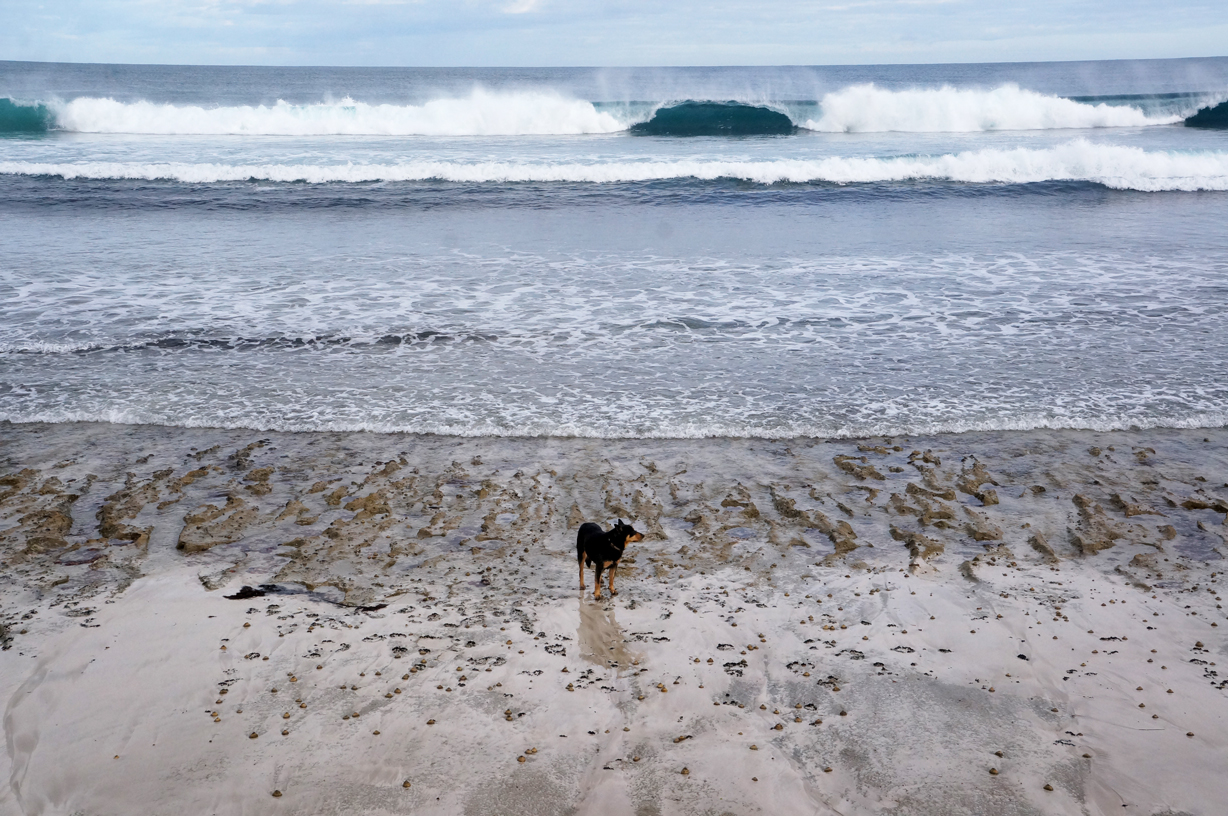 Random doggie on the beach