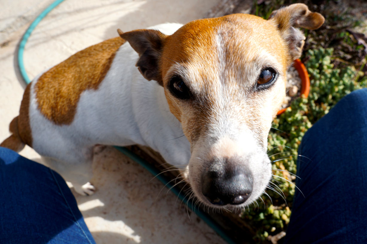 Jackie, 2 of 5 darling doggies
