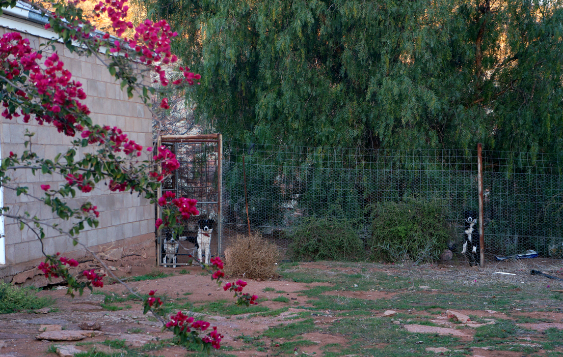 The back garden with the working collies in their portion of the yard, fenced off.