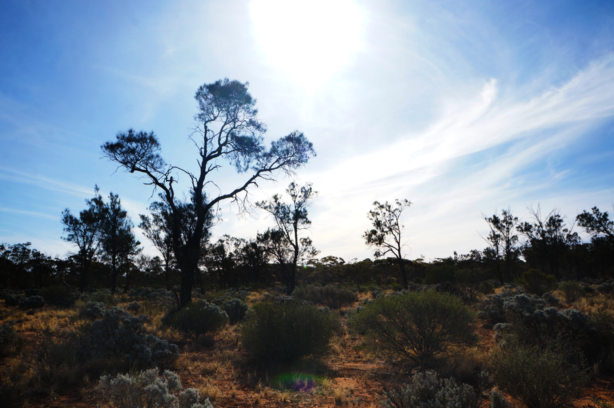 The trees during the day